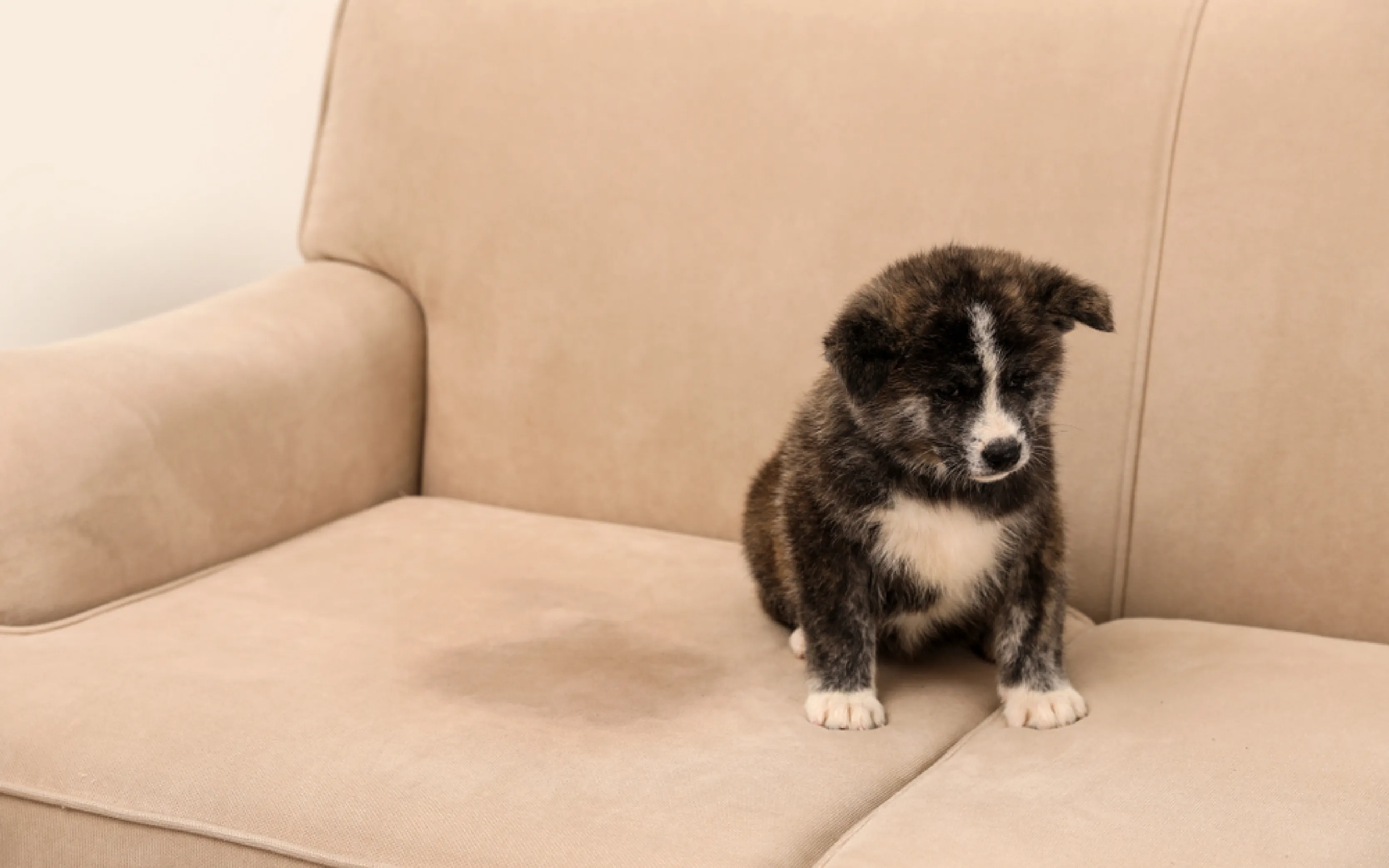 carpet cleaning in queens, carpet cleaning queens, carpet cleaners in queens, carpet cleaners in queens, commercial carpet cleaning, commercial carpet cleaning in queens, queens rug cleaners, rug cleaning services in queens, same day carpet cleaning, same day rug cleaning in queens